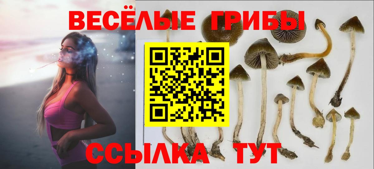 Псилоцибиновые грибы мицелий  Вход с VPN  Светлоград 